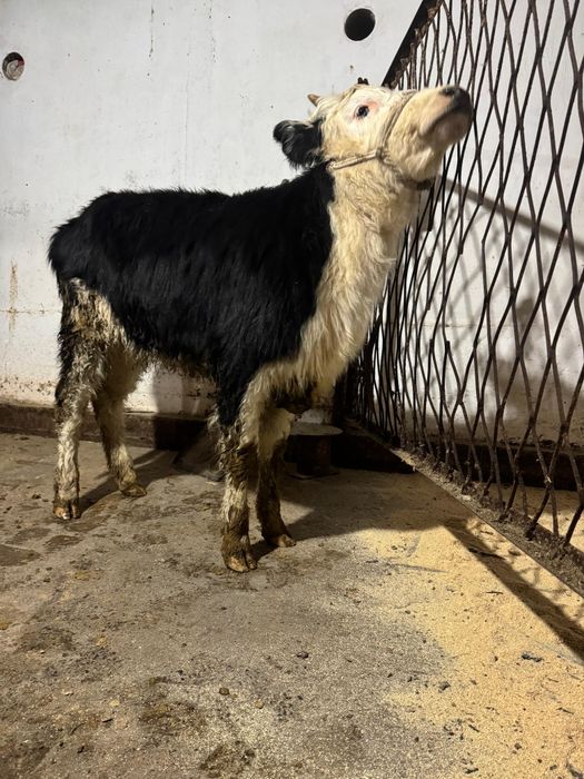 Ұрғашы Баспақ семіз  6 айдан асқан