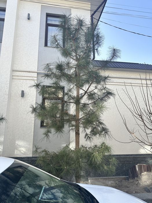 Продается Крымская сосна 3 штуки высота 4,5-5 метров