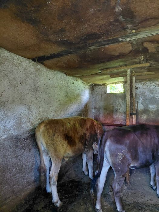 Продам четыре головы