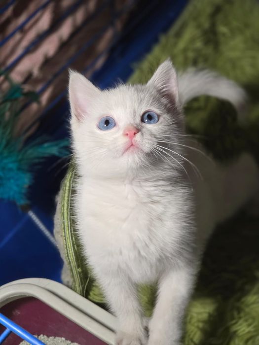 Котенок в добрые руки