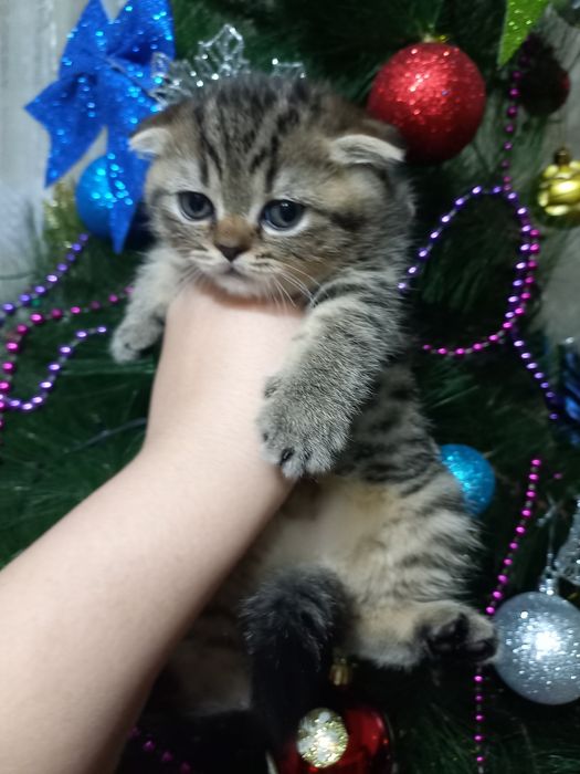 Продаются котята