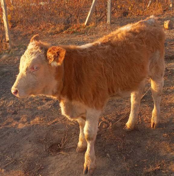 Xotin yotoqxonada video