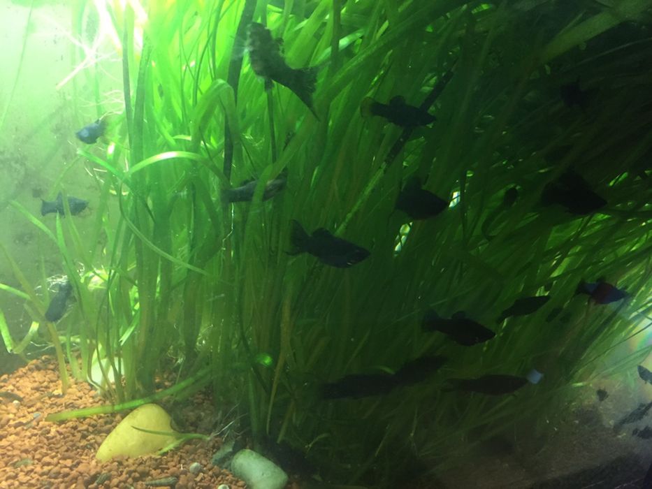 Vand pești, molly si plante de acvariu