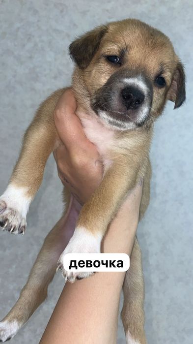 Малыши ищут любящих хозяев.