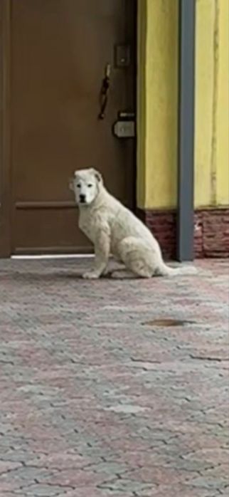 Алабай сао төбет