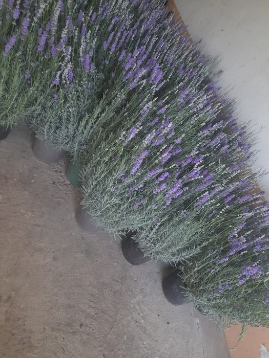 Lavanda gullari sotuvda da