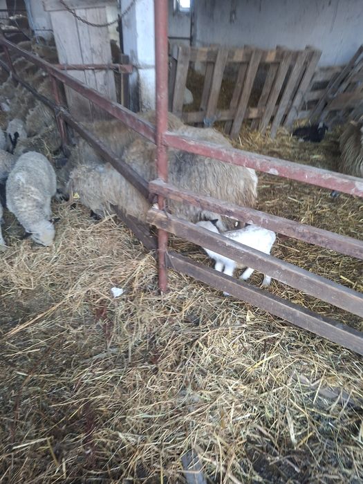 Miei pentru Paste, oi de taiat