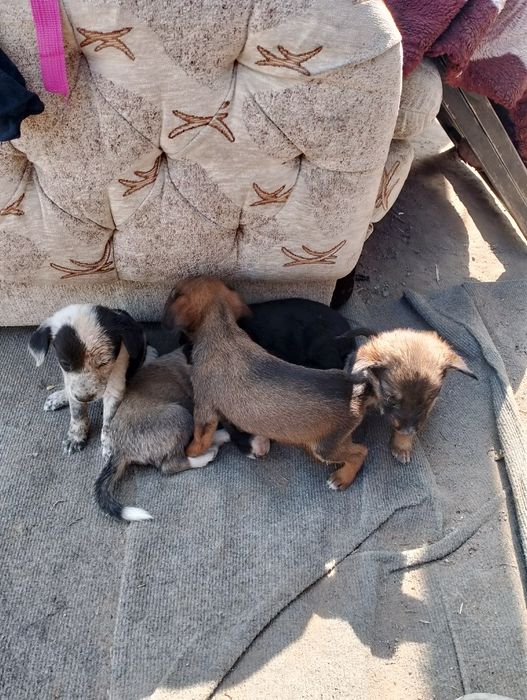 Отдам щенков спаниель