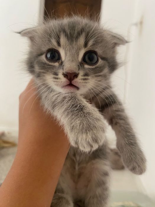 Шотланд котёногы сатылады
