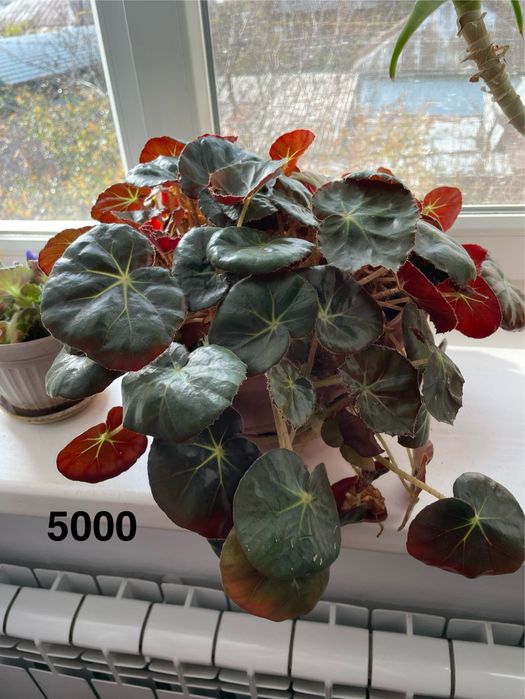 Комнатные цветы красивые