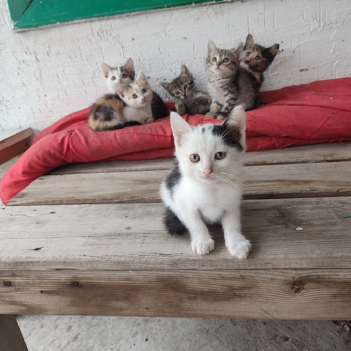 котята в добрые руки