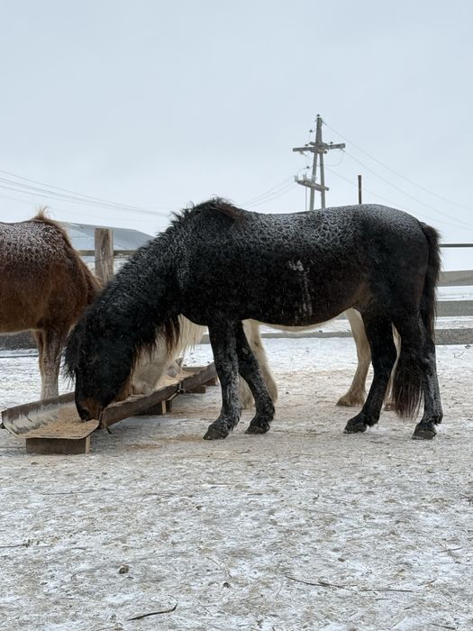 В продаже жеребец, айгыр сатылады!