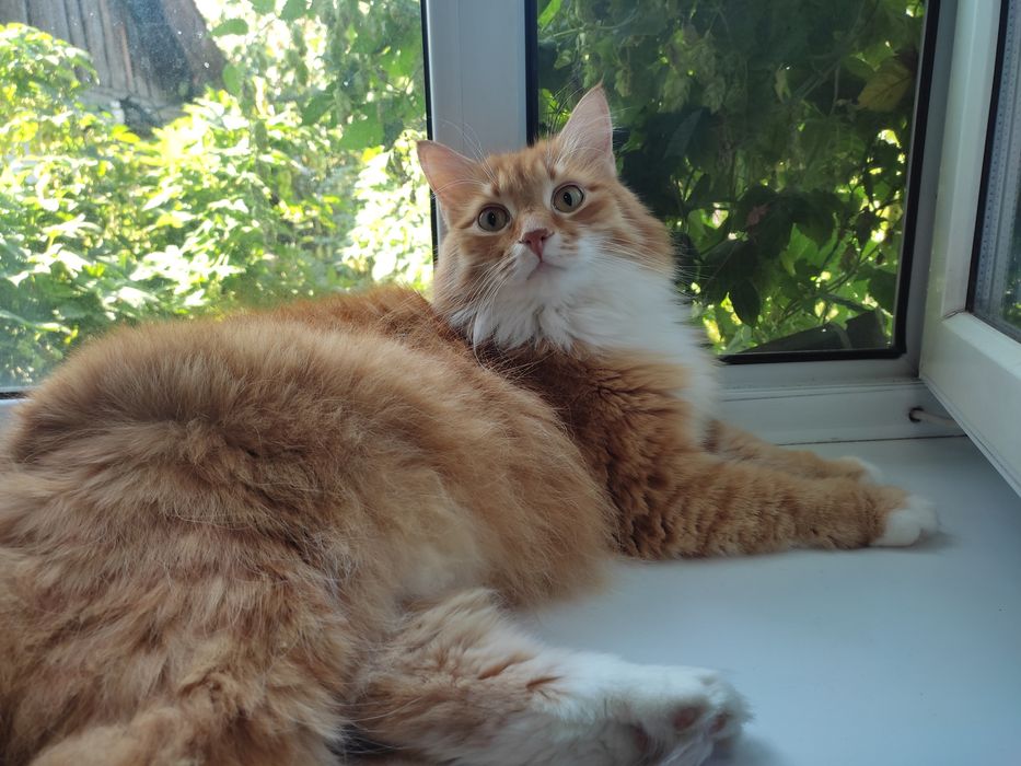 Помогите найти, пропал кот!