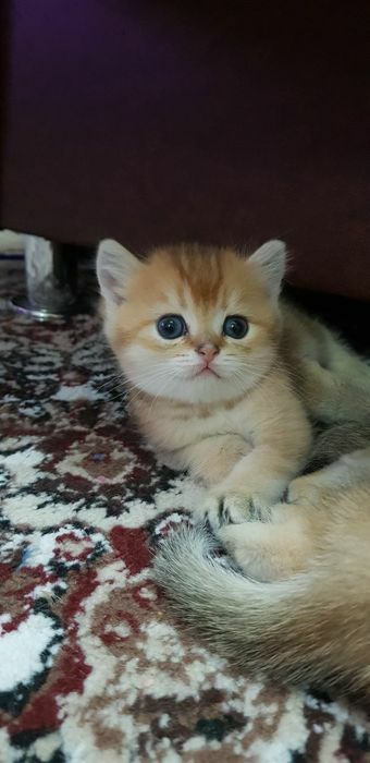 Продаются котята