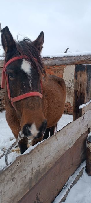 Продам кобылу 5 лет жеребая