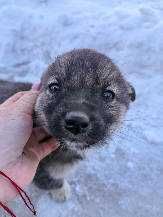 Отдам щенков в хорошие руки