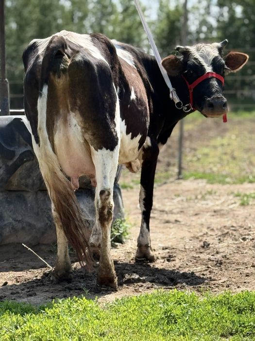 Сүтті бұзаулы сиыр