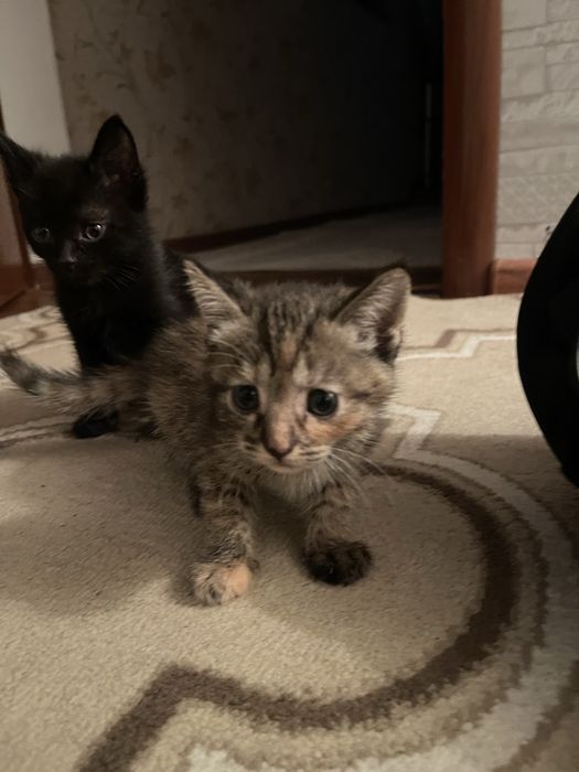 Котенки.        .