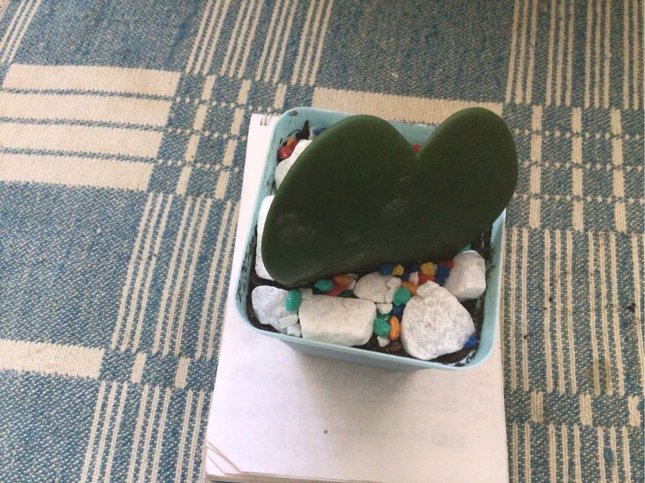 Валентинки любви  комнатные цветы