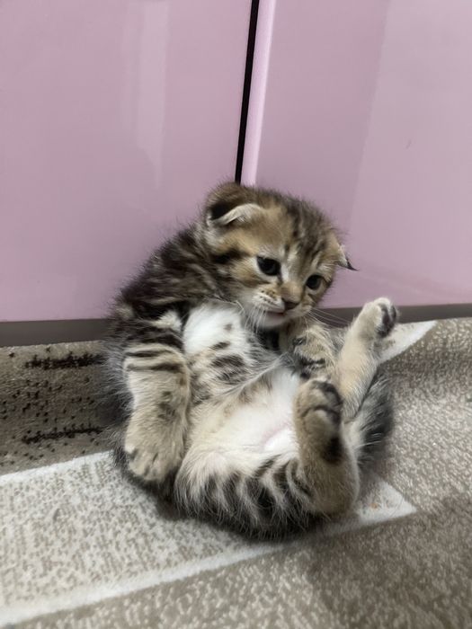 Породистые котята