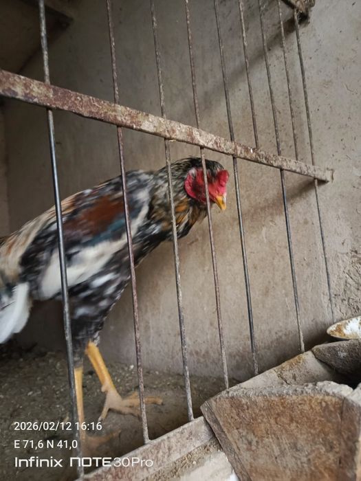 Дакан шоже сатылады 9 ай