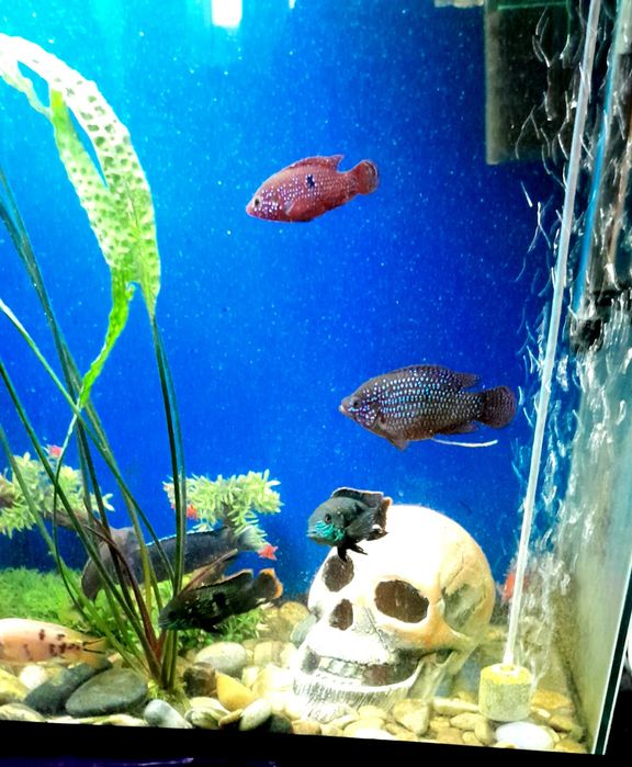 Продам  Африканских  цихлид