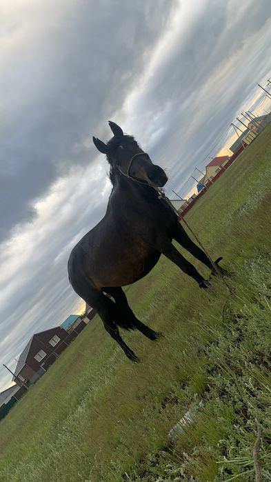 Полукровка құнан сатылады