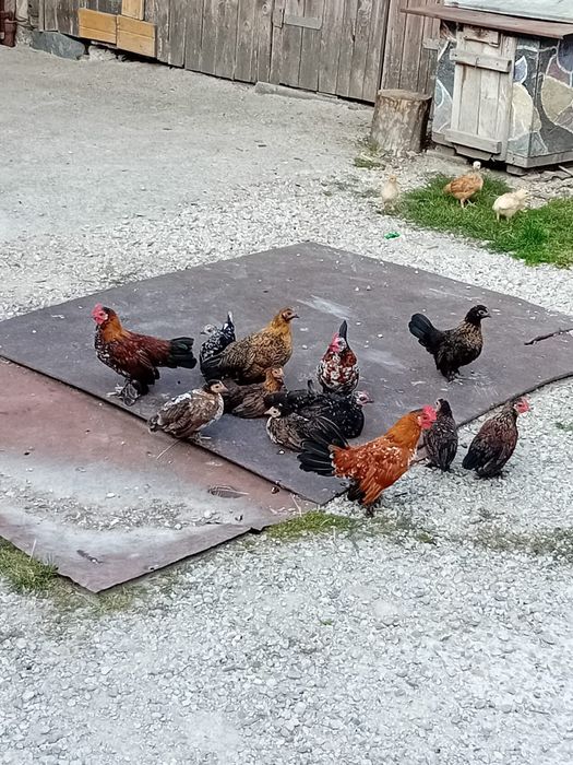 Pui de găină liliputi