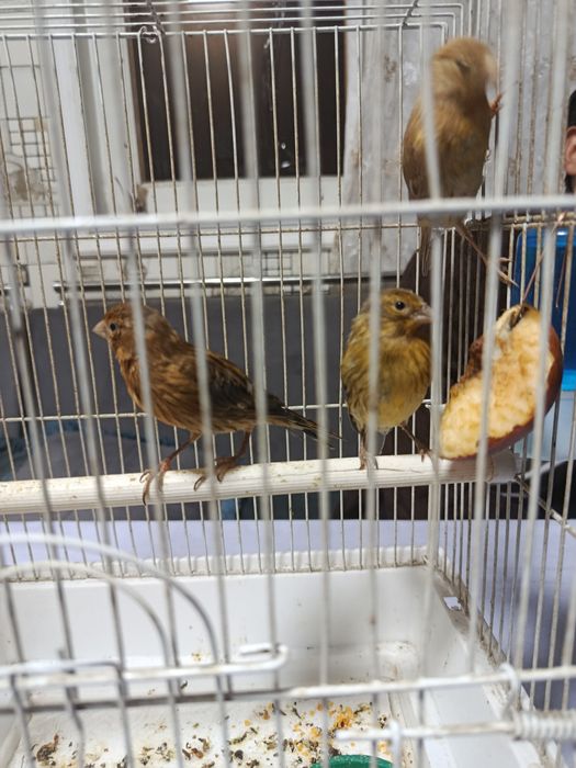 Kanareykalar sotiladi