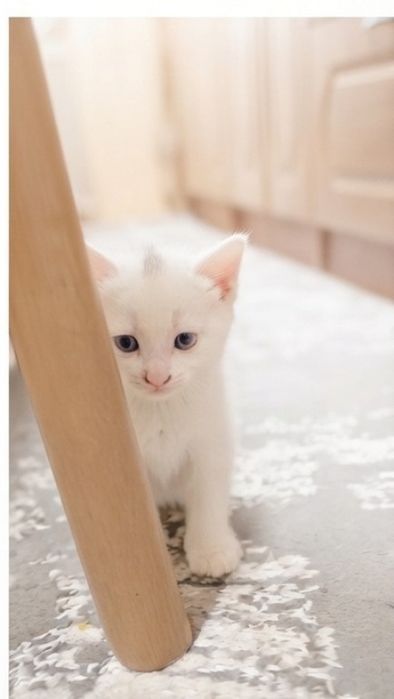 Кошечка ишет хозайина