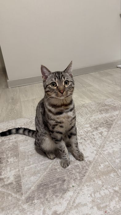 Отлам бесплатно!