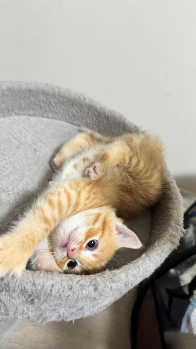 Котенка в добрые руки