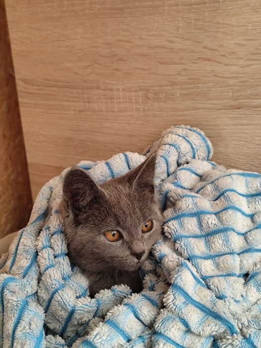 Котенок девочка серого цвета
