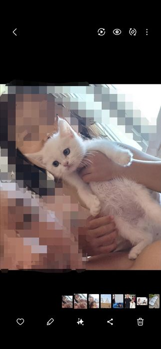 Продам котят пароды Мейн-кун