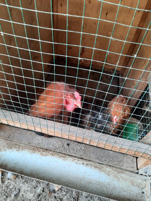 Brama tovuq xo'rozla sotiladi