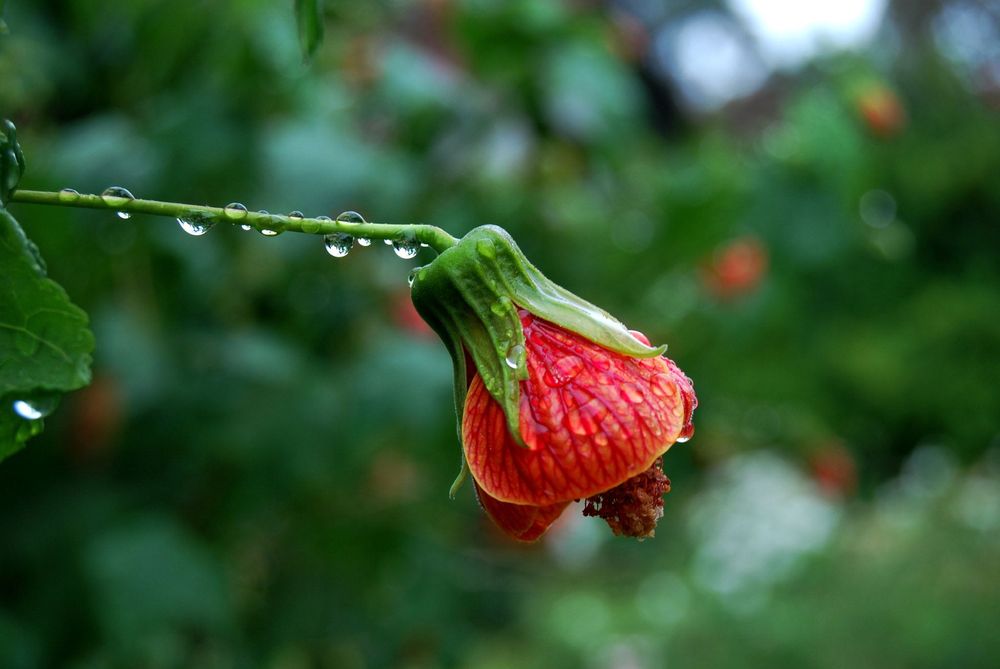 #2 Nikon фотоапарат + два обектива и аксесоари Никон