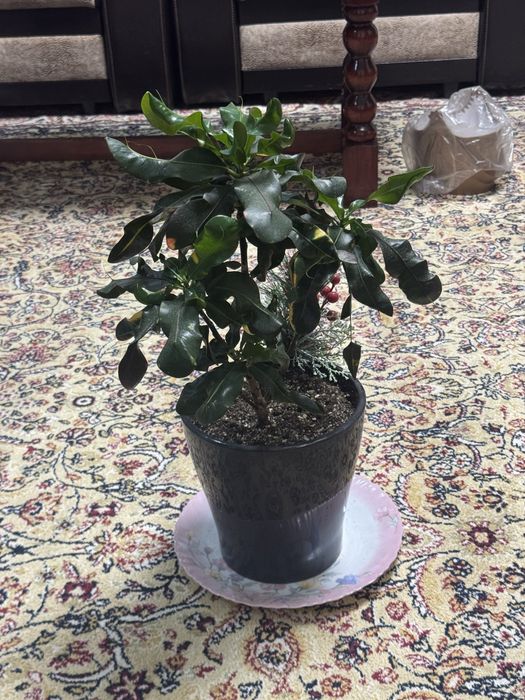 Комнатные цветы для дома офисов