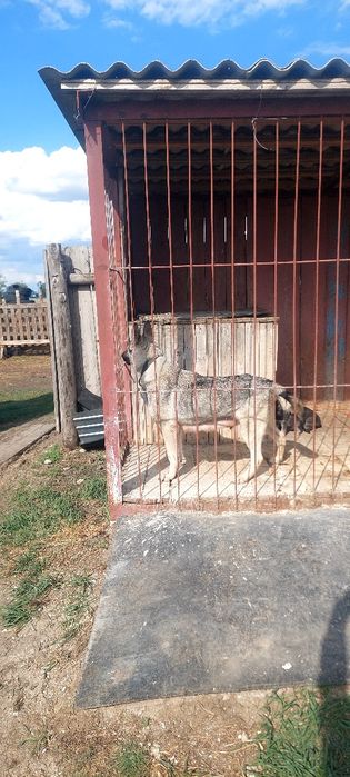 Продам шенят овчерки