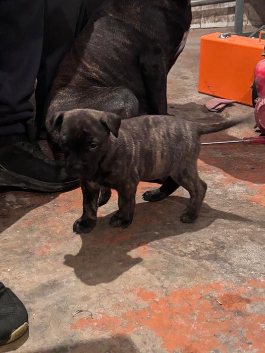 Продам щенков питбуля