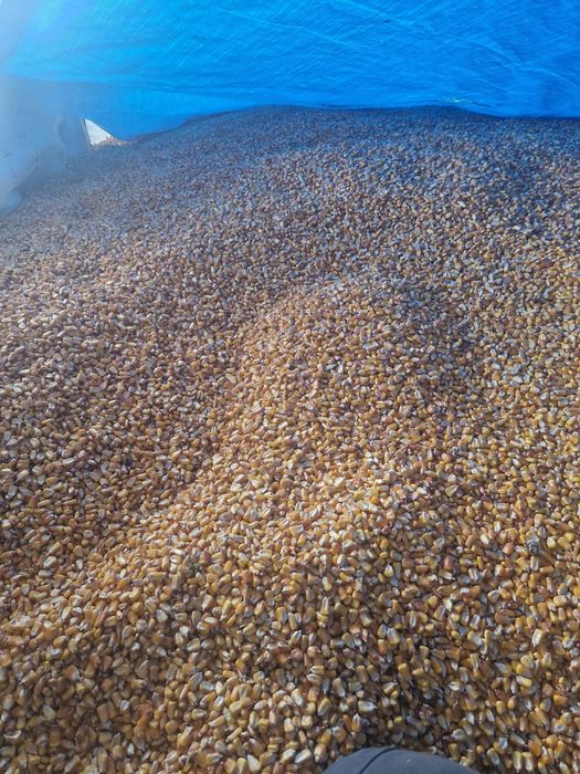 Vand porumb  ,graunte