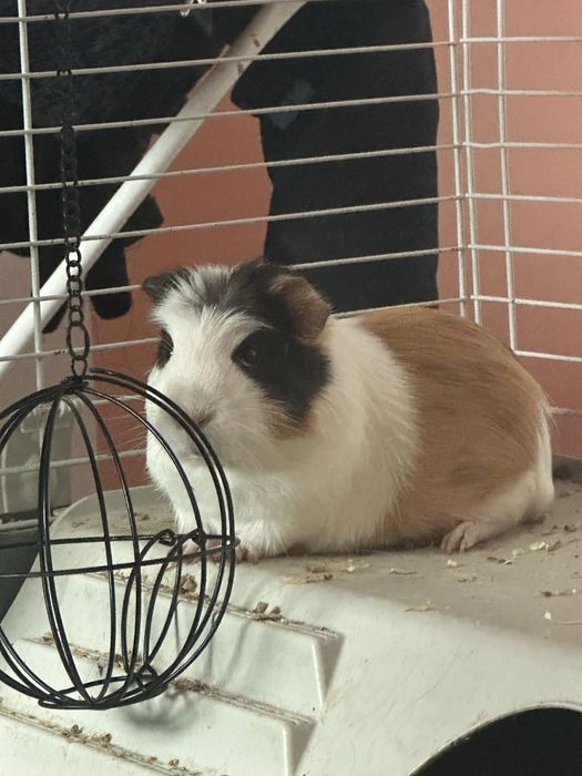 Продавам клетка за гризачи