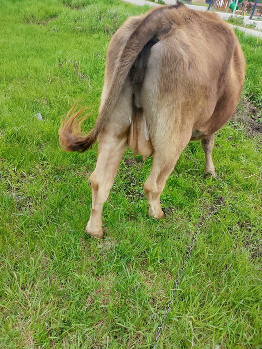 Vaca de vinzare cu lapte