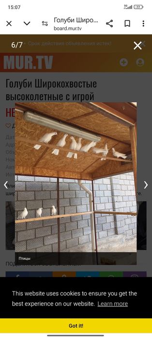 Продаются Самец Бакинскиц широкохвостый