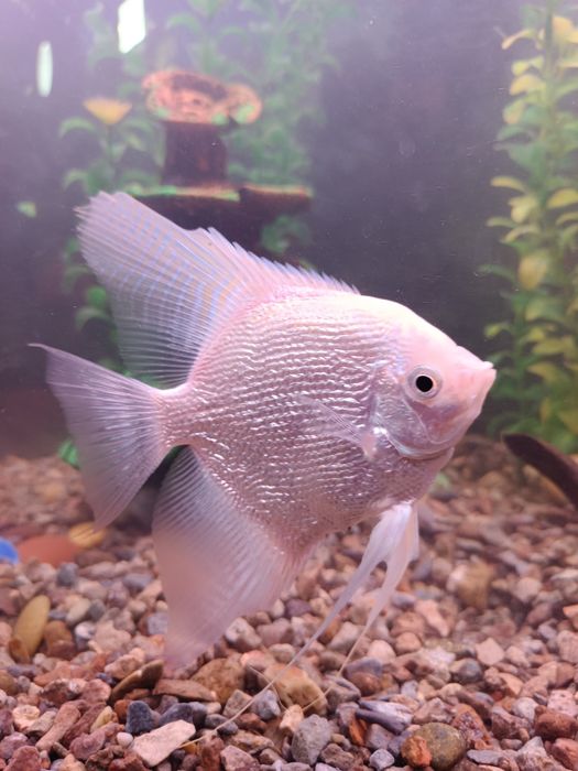 Срочно продается Аквариум 400л 200л 120л 80л