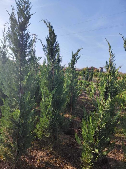 Разсадник за лейландски кипарис