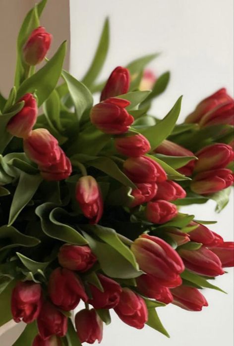 Голландские тюльпаны