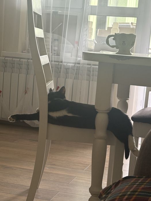 Котенок девочка