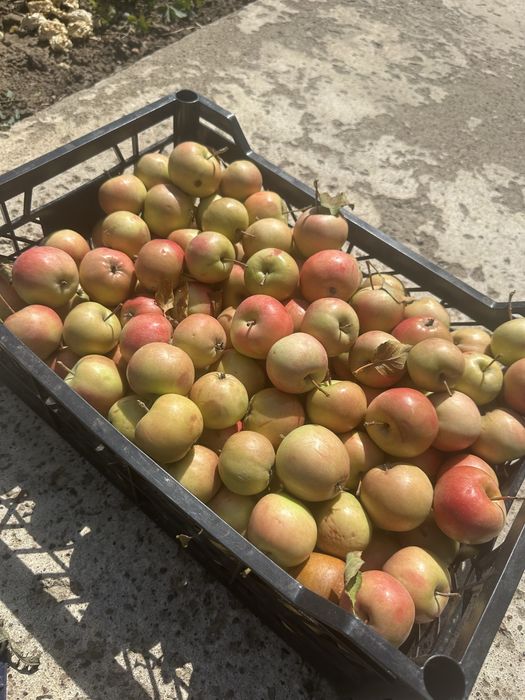 Продам яблоки Недзвецкого сорта