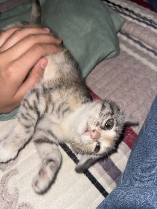 Отдам в хорошие руки