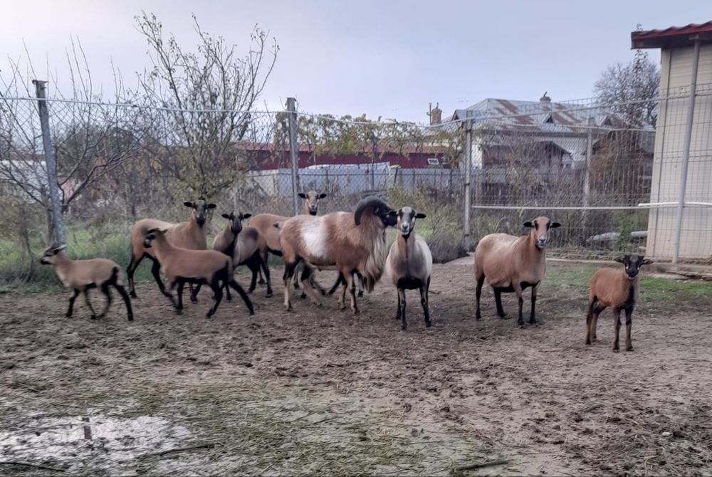 Oi camerun de vânzare